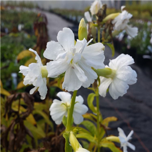 Saponaria officinalis Alba Plena