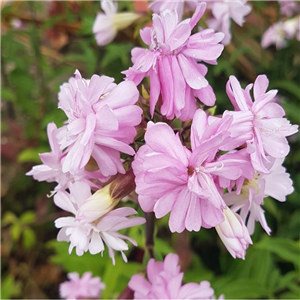 Saponaria officinalis Rosea Plena