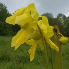 Sarracenia flava F OR 01 var. ornata ex. A. Slack