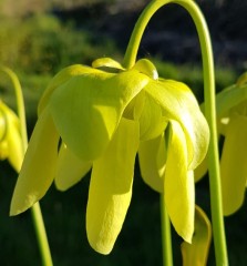 Sarracenia x H 20 harperi (flava x minor) A. Slack .