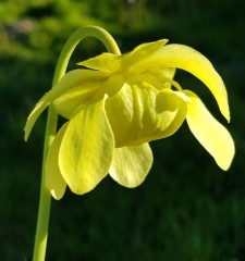 Sarracenia x H 03 (alata x oreophila) A. Slack