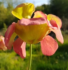 Sarracenia x H 04 (alata x willisii) A. Slack