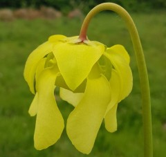 Sarracenia x H 06 alata Red Lid x flava ornata A. Slack