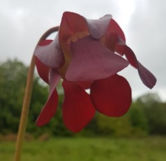 Sarracenia x H 16 exornata alata x purpurea) A. Slack