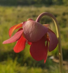 Sarracenia x H 22A Lynda Butt Kew ex Slack clone 2