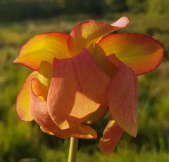 Sarracenia x H 25 (leucophylla x S. x moorei)