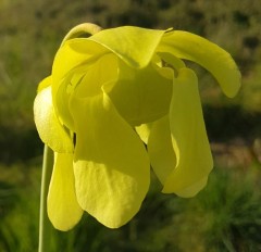 Sarracenia x H 26 (leuco x oreophila) A. Slack