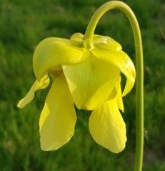 Sarracenia x H 35 (oreophila x minor) 1987 A. Slack