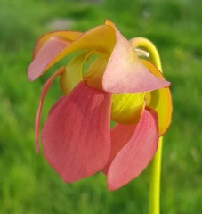 Sarracenia x H 38 purpurea subsp. venosa x oreophila