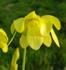 Sarracenia x H 52 (oreophila x alata black tube)