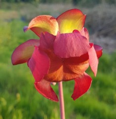 Sarracenia x H 54 michelliana 1987 A. Slack