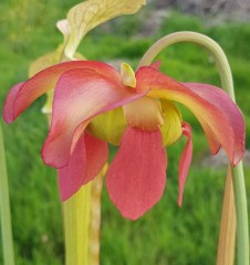 Sarracenia x H 64 oreophila veined x flava v. flava