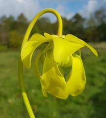 Sarracenia x H 68 (oreophila x purpurea) T. Margetts