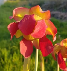 Sarracenia x H 71 Daniel Rudd 1987 A. Slack (seed)