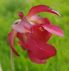 Sarracenia x H 75B mitchelliana