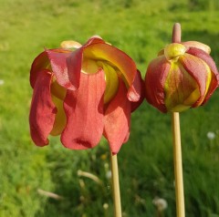 Sarracenia x H 85 moorei	 2008 Adrian Slack MK