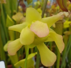 Sarracenia x H 87 excellens Loch Ness A Slack