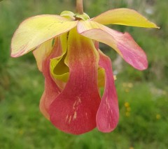 Sarracenia x H 88 willisii unknow n parentage A. Slack