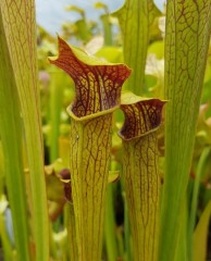 Sarracenia alata AL 07 red lid W. Louisiana