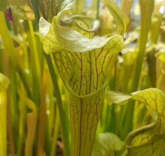 Sarracenia alata AL 11 areolata form