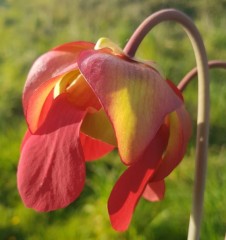 Sarracenia x H 34 (moorei x readii) A. Slack