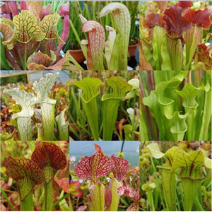 Sarracenia young plants from our National Collection