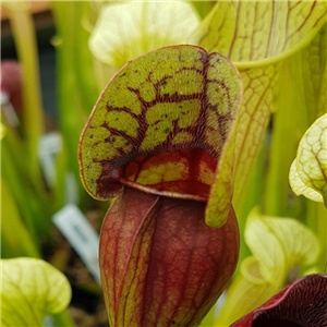 Sarracenia purpurea PP 07 Green Form