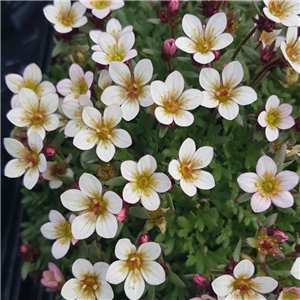 Saxifraga Appleblossom