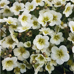 Saxifraga Carpet White