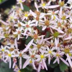 Saxifraga fortunei Autumn Tribute