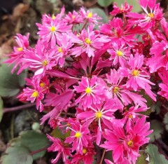 Saxifraga fortunei Eiga