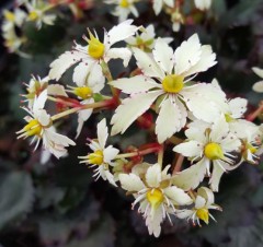 Saxifraga fortunei Elegance