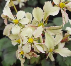 Saxifraga fortunei Elegance