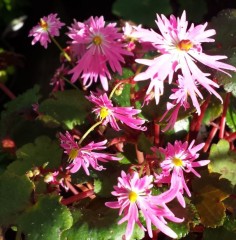 Saxifraga fortunei Iyonohana