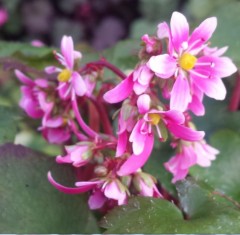 Saxifraga fortunei Korin