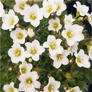 Saxifraga Marto White