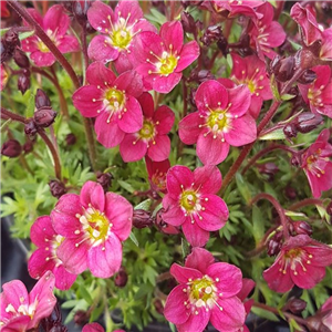 Saxifraga Pixie Pan Red