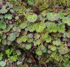 Saxifraga stolonifera