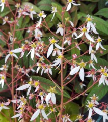 Saxifraga stolonifera Harvest Moon