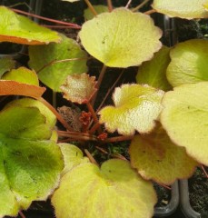 Saxifraga stolonifera Harvest Moon