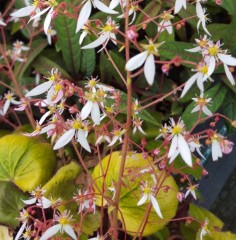 Saxifraga stolonifera Harvest Moon