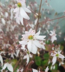 Saxifraga stolonifera Maroon Beauty