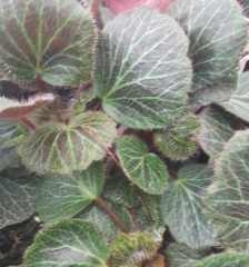 Saxifraga stolonifera Maroon Beauty