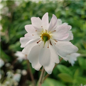 Saxifraga stolonifera Maroon Beauty