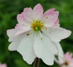 Saxifraga stolonifera Maroon Beauty