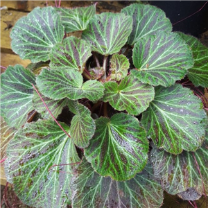 Saxifraga stolonifera Shaggy Hair