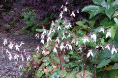 Saxifraga stolonifera