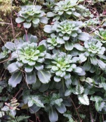 Saxifraga urbium