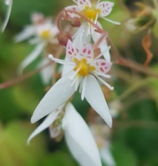 Saxifraga veitchiana