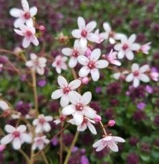 Saxifraga Carpet White